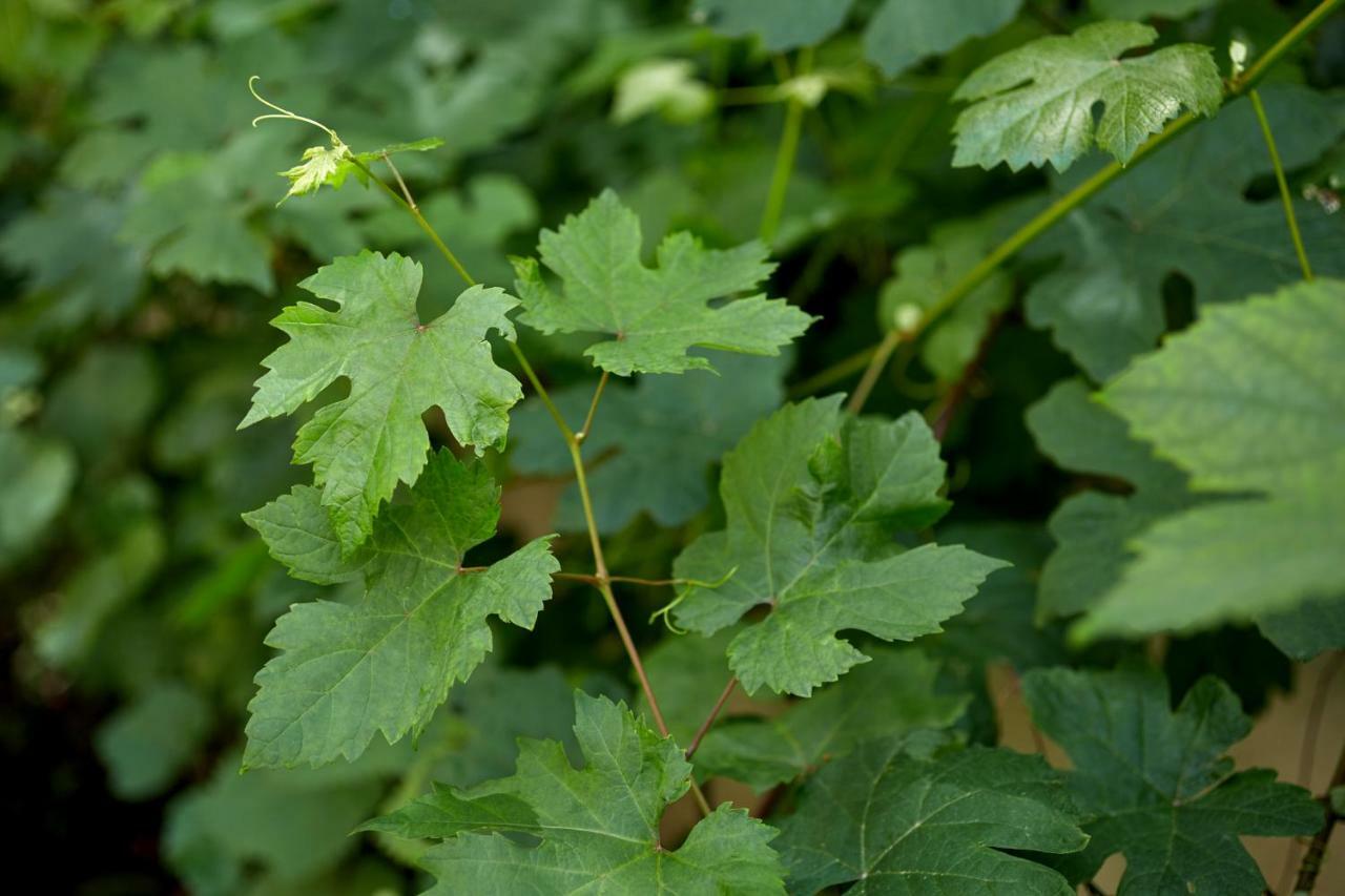 Le Vert Galant - Auberge Etchegorry Paryż Zewnętrze zdjęcie